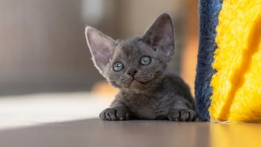 Фото: KhJuliette/Shutterstock/Fotodom