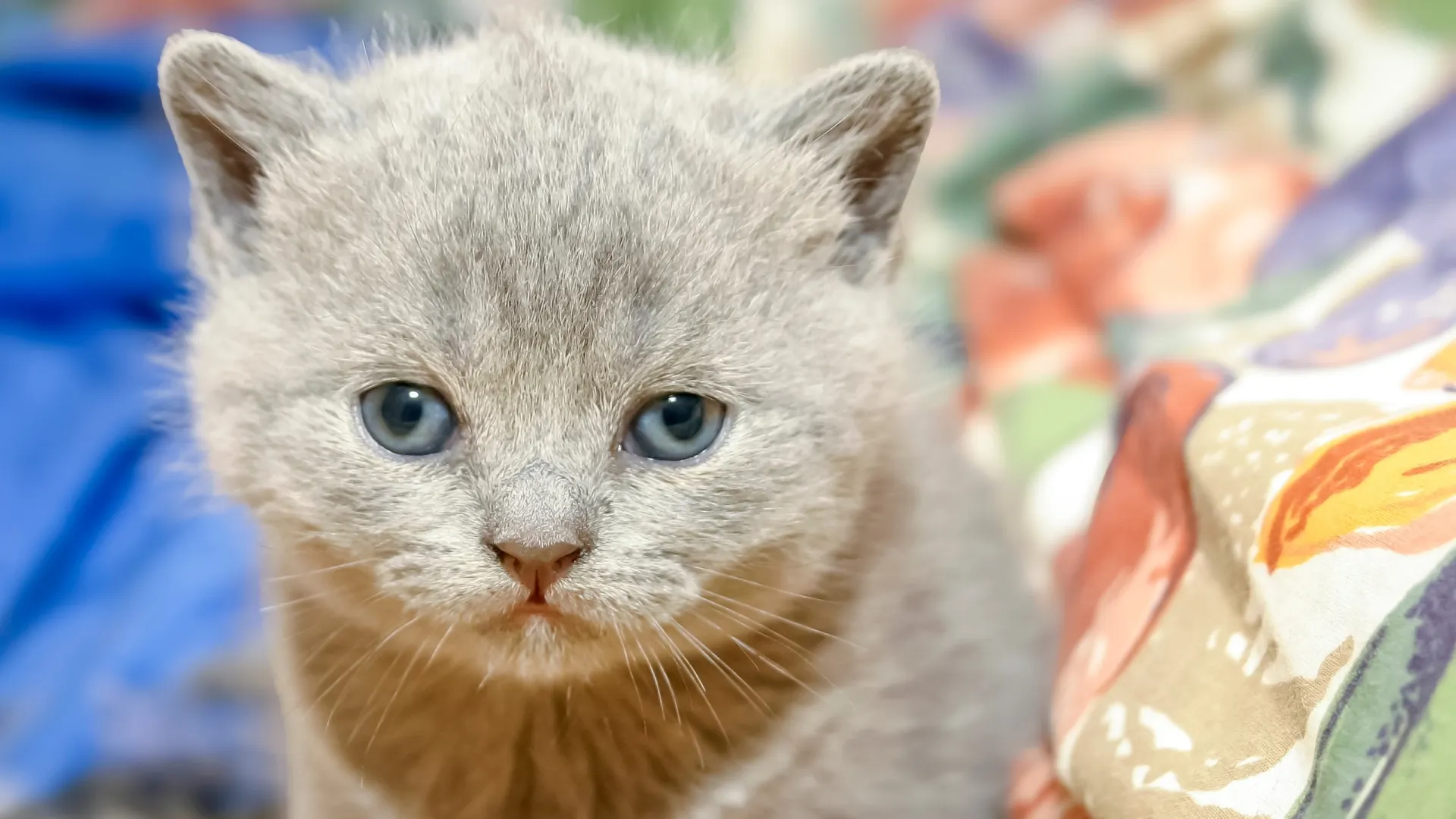 Фото: Wu's Production/Shutterstock/Fotodom