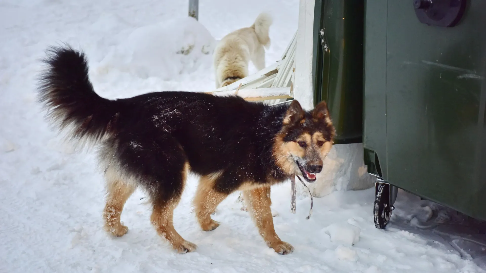 Фото: Андрей Ткачёв/«Ямал-Медиа»