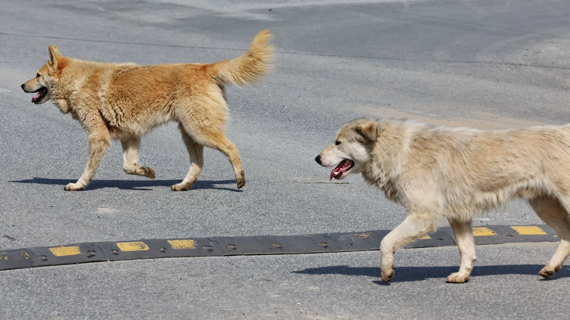 Почти 30 тысяч животных поступило в приюты ЯНАО за шесть лет