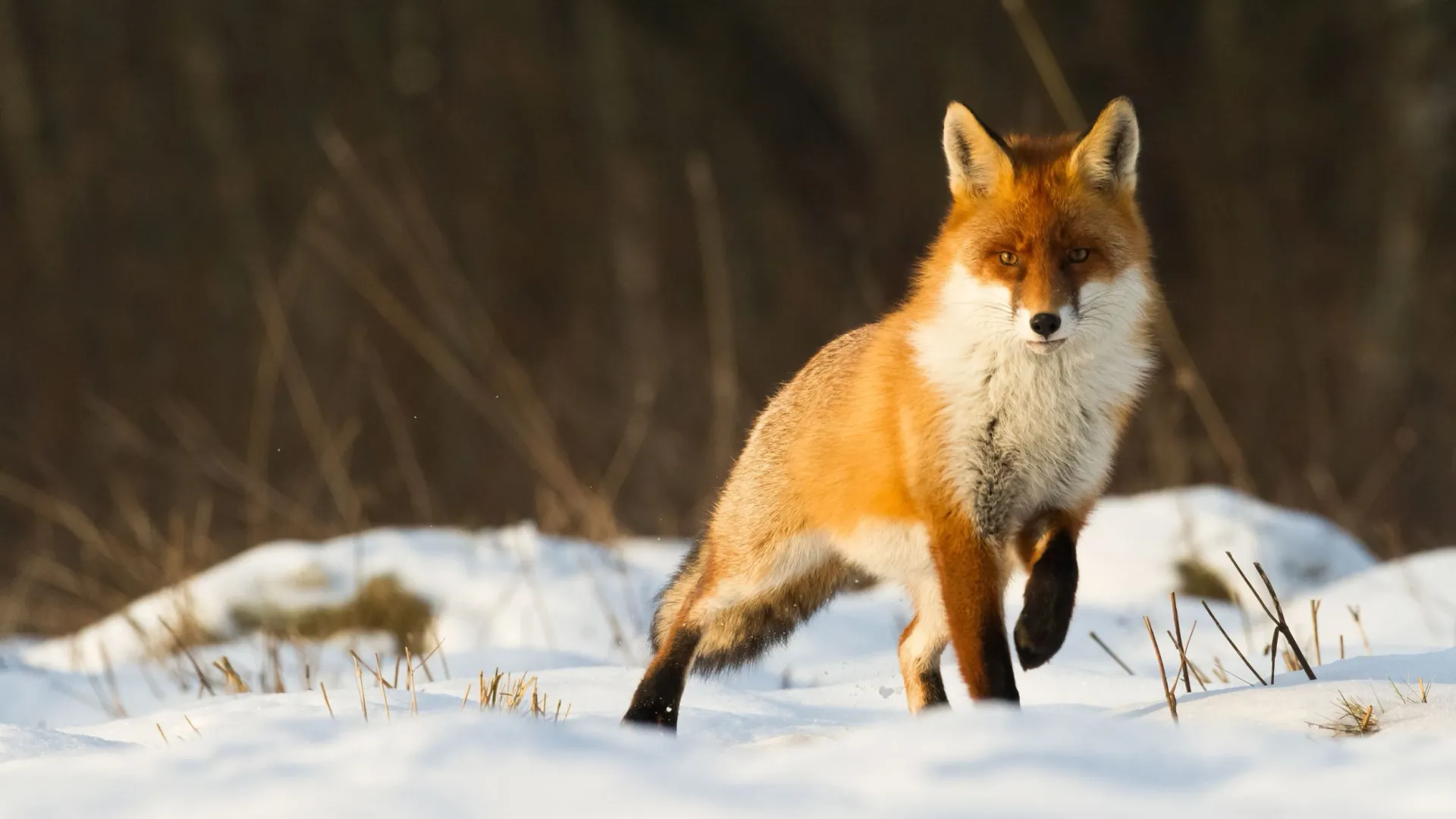 Фото: Marcin Perkowski/Shutterstock/Fotodom