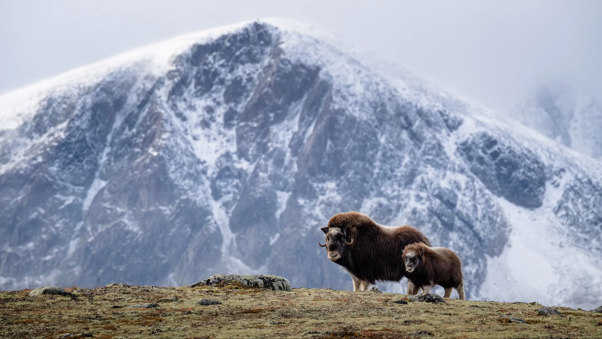 Фото: Stuedal/Shutterstock/Fotodom