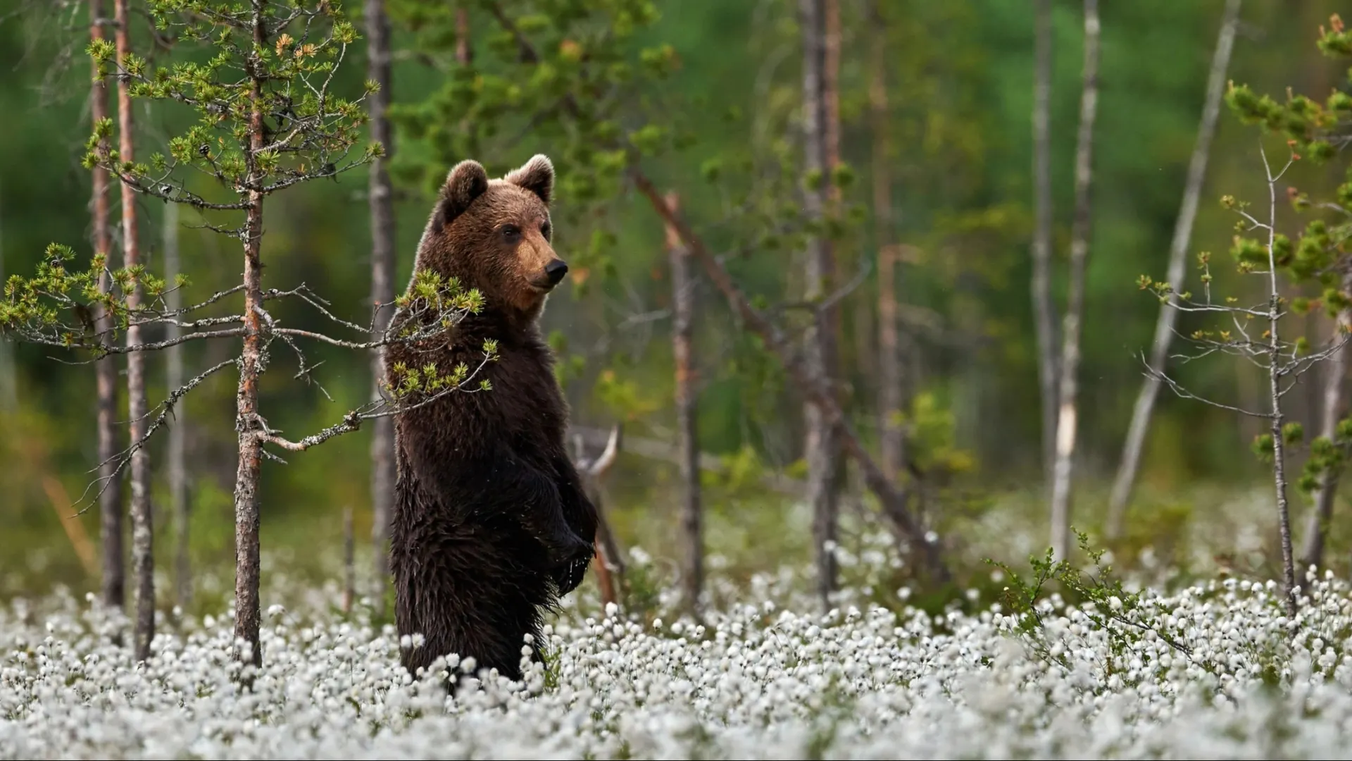 Фото: ArCaLu/Shutterstock/Fotodom