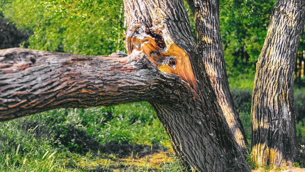 Фото: Master Hands/Shutterstock/Fotodom