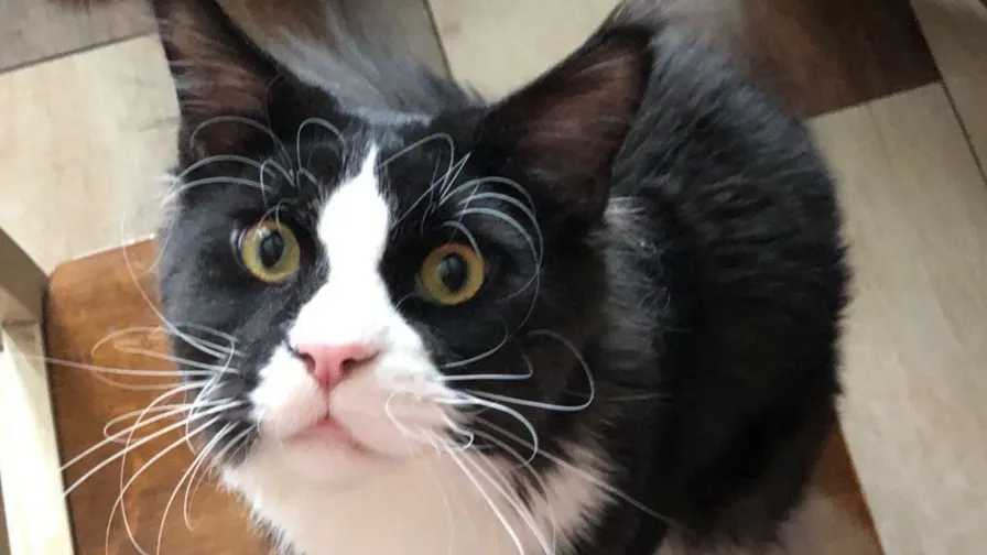 «Ямал-Медиа»