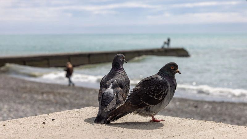 Депутат Тарбаев: деньги турсбора могут направляться на ЖКХ и скорую помощь