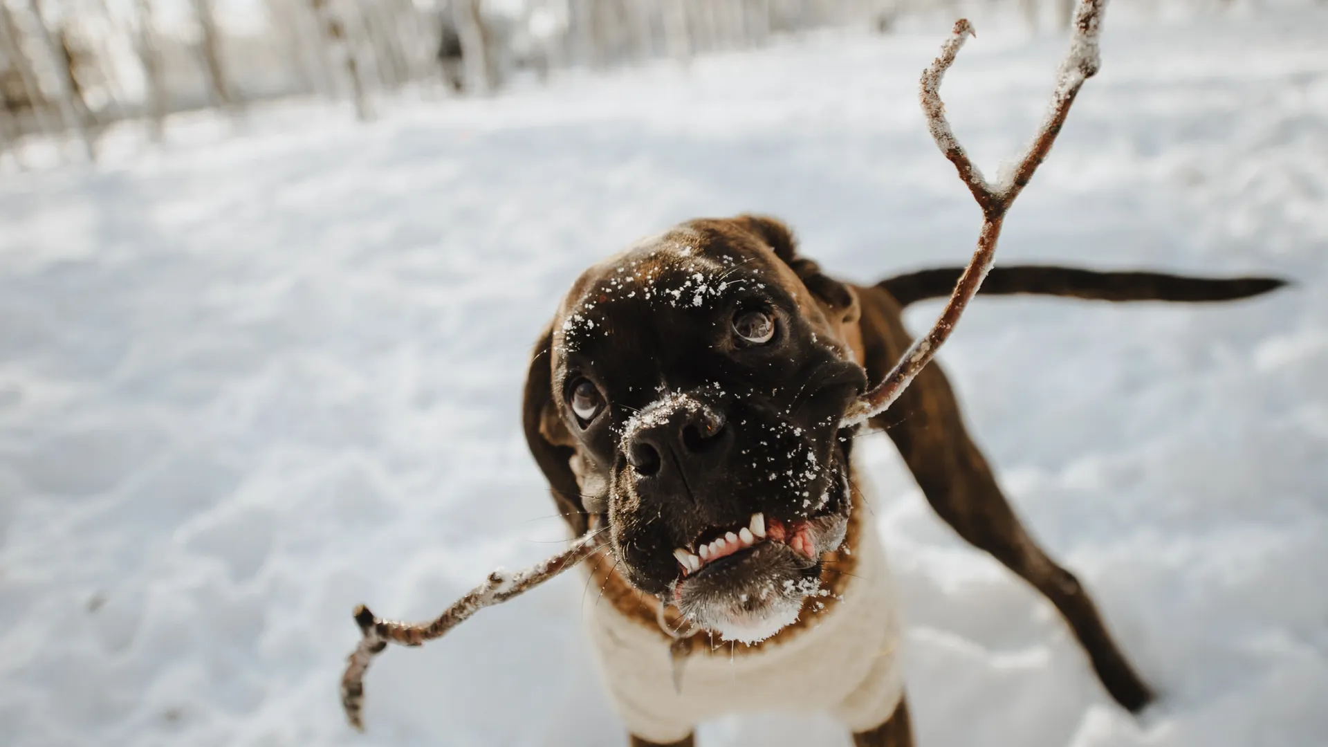 Фото: juliachernetskajai/Shutterstock/Fotodom