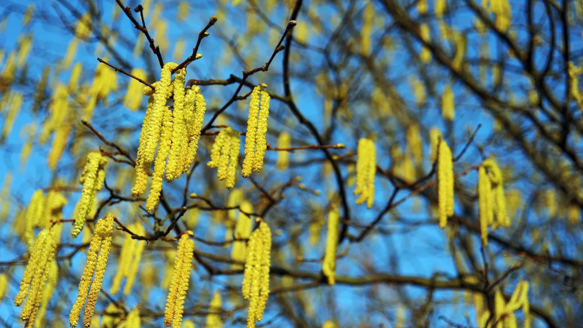 pic