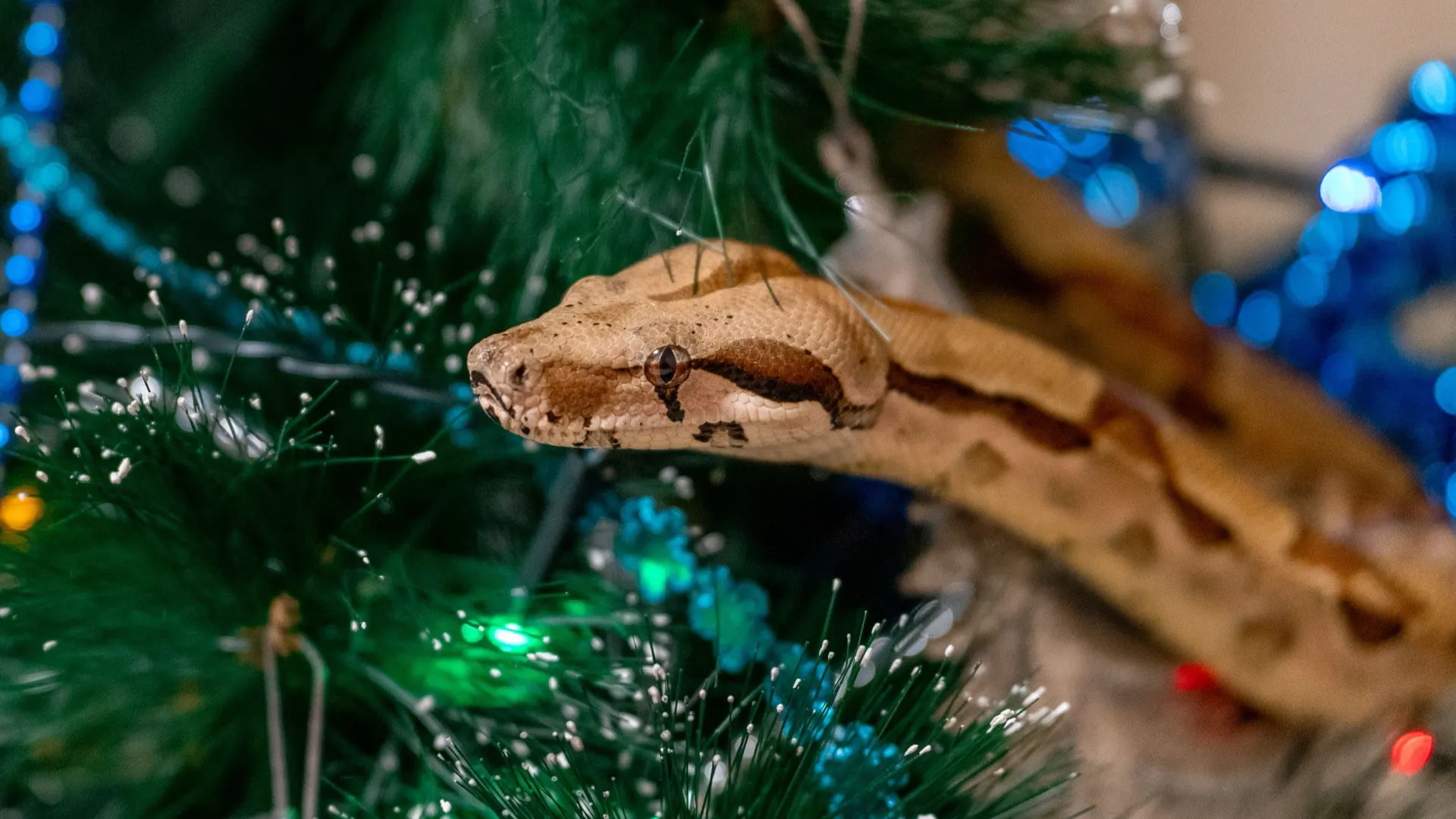 Фото: Сергей Зубков/«Ямал-Медиа»