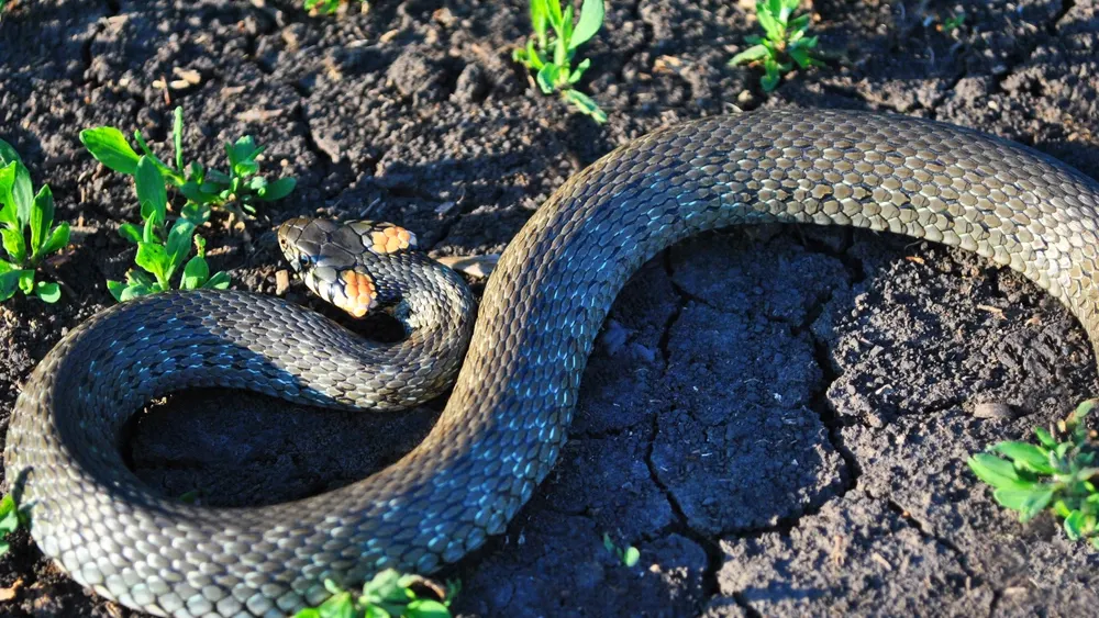 Фото: ArtoPhotoDesigno Studio/Shutterstock/Fotodom