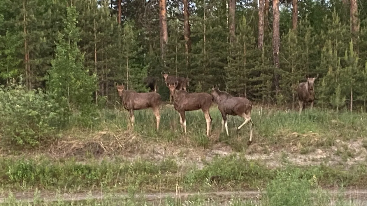 Фото: Саша Табаков/vk.com/tmn_72