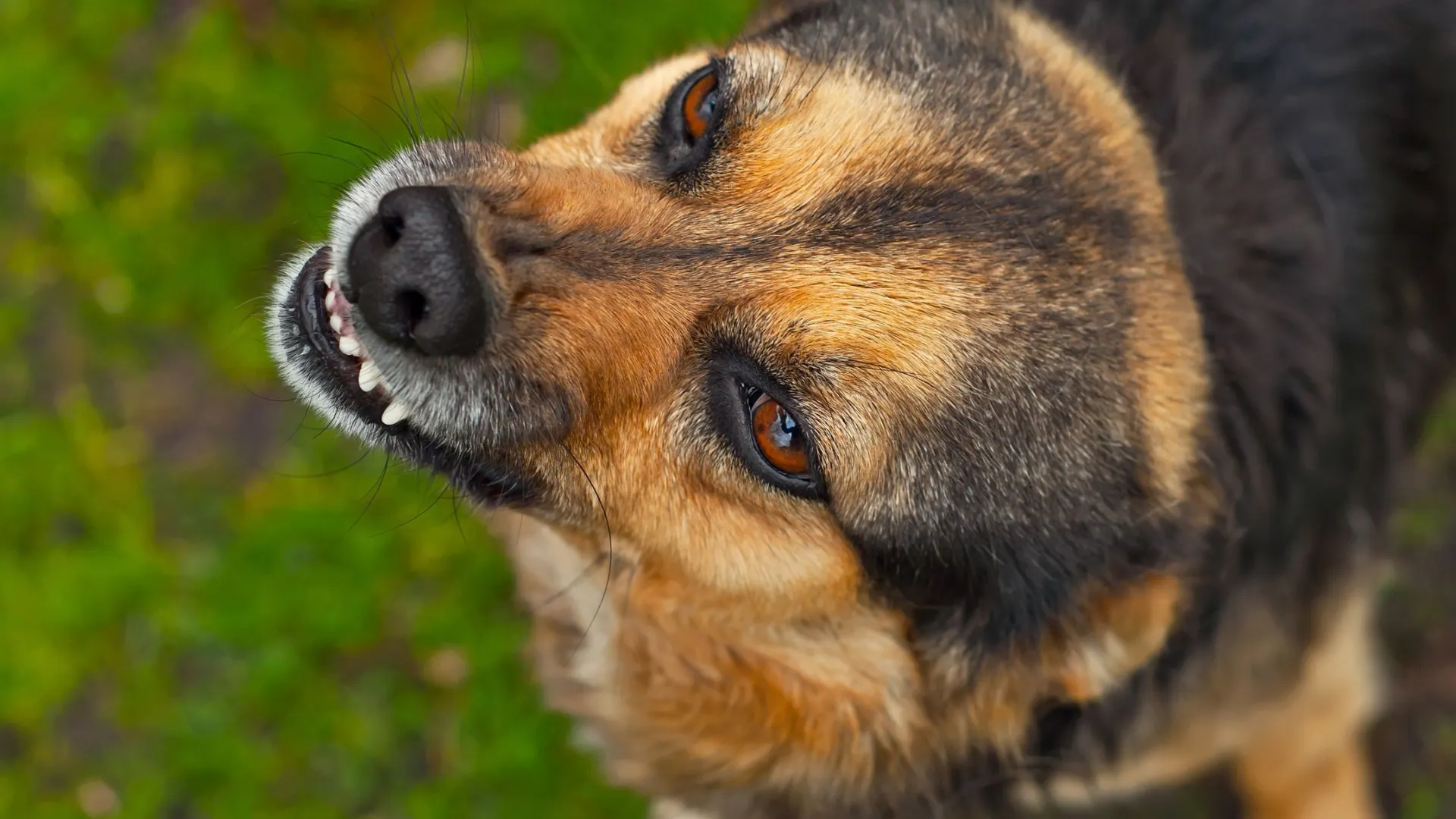 Фото: Ivan Kovbasniuk/Shutterstock/Fotodom