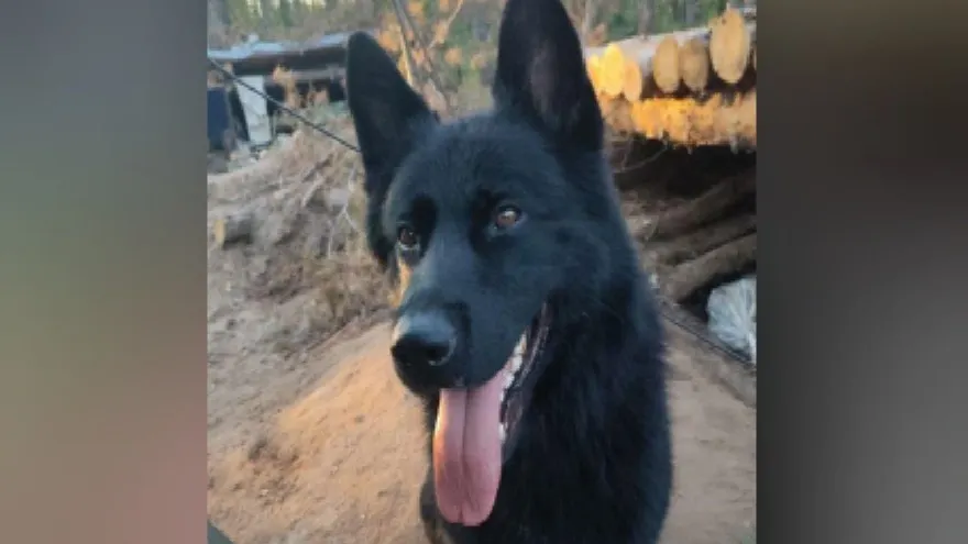 Фото: t.me/irk_onf