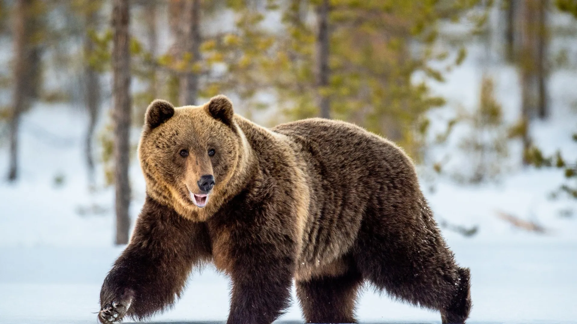 Фото: Sergey Uryadnikov/Shutterstock/Fotodom