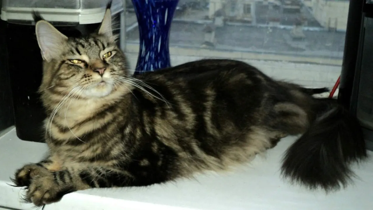 Мейн-кун. Фото: Надежда Горбатенко