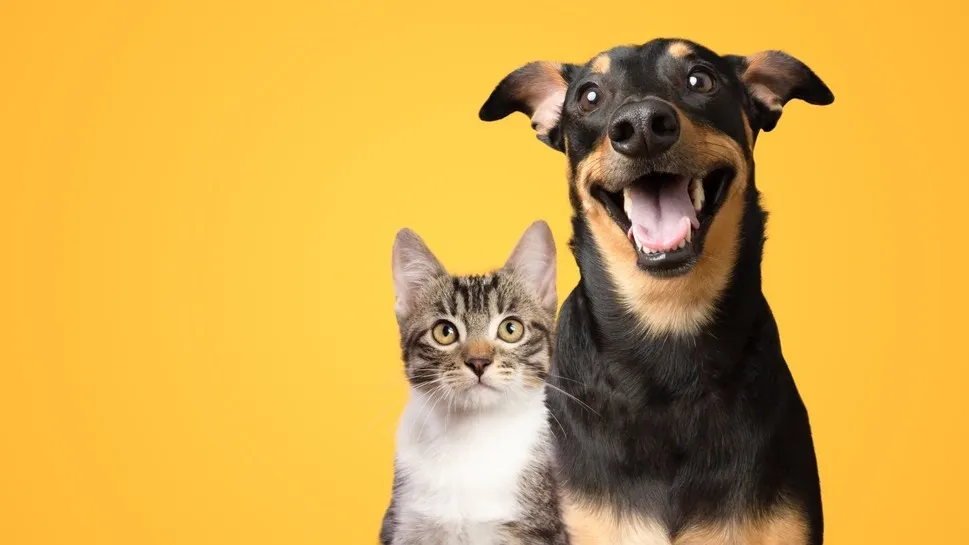 Фото: Vinicius Florio/Shutterstock/Fotodom