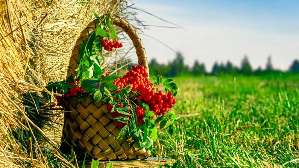 Фото: Legran48D/Shutterstock/Fotodom