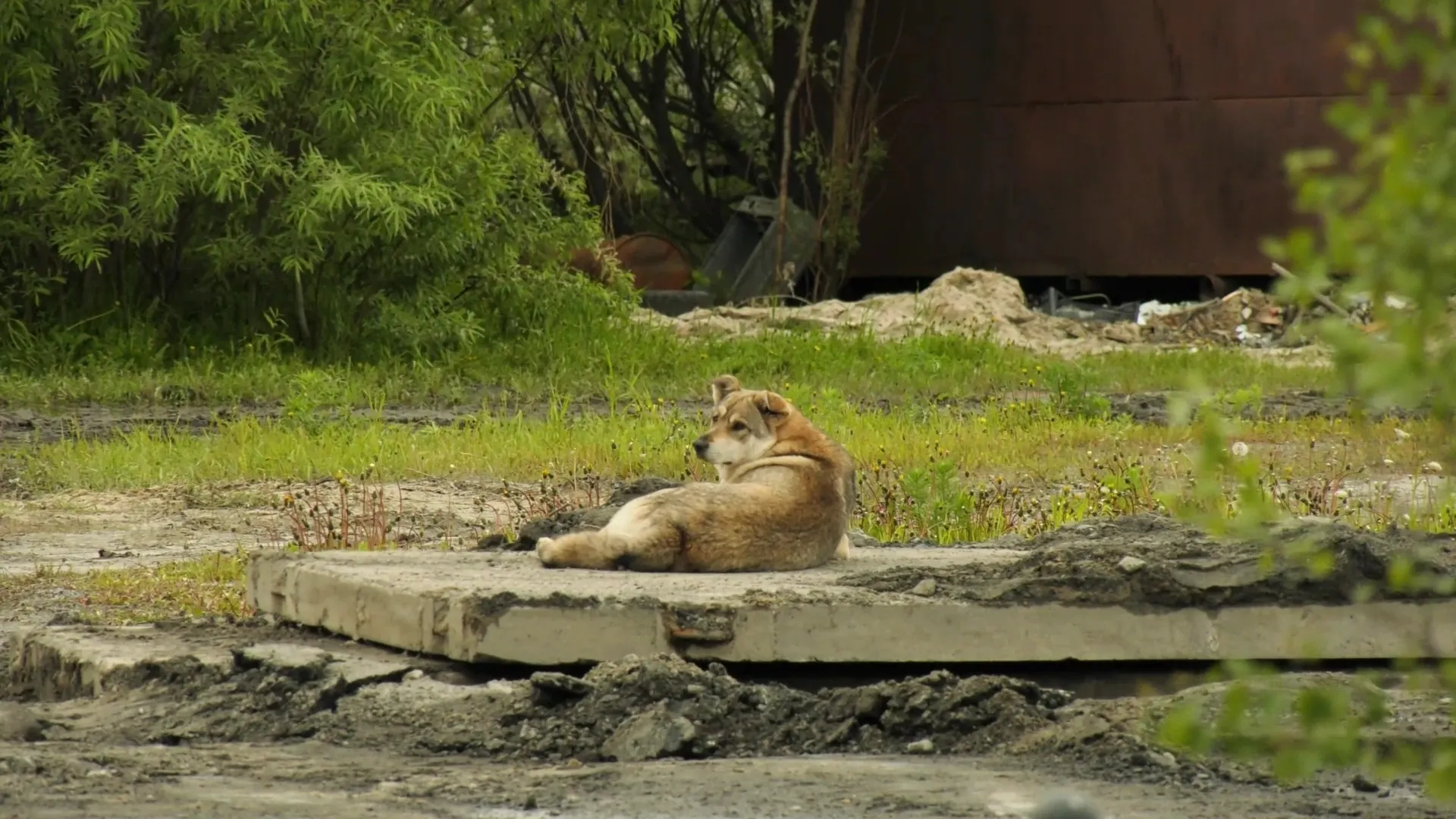 Кадр из видео: АНО «Ямал-Медиа»