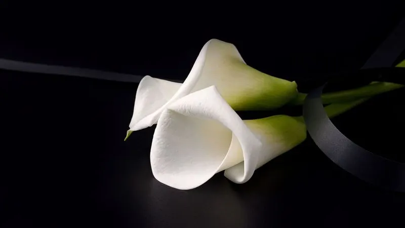 Фото: Marharyta M/Shutterstock/Fotodom