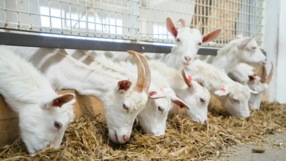 Фото: Syoma Antonov/Shutterstock/Fotodom