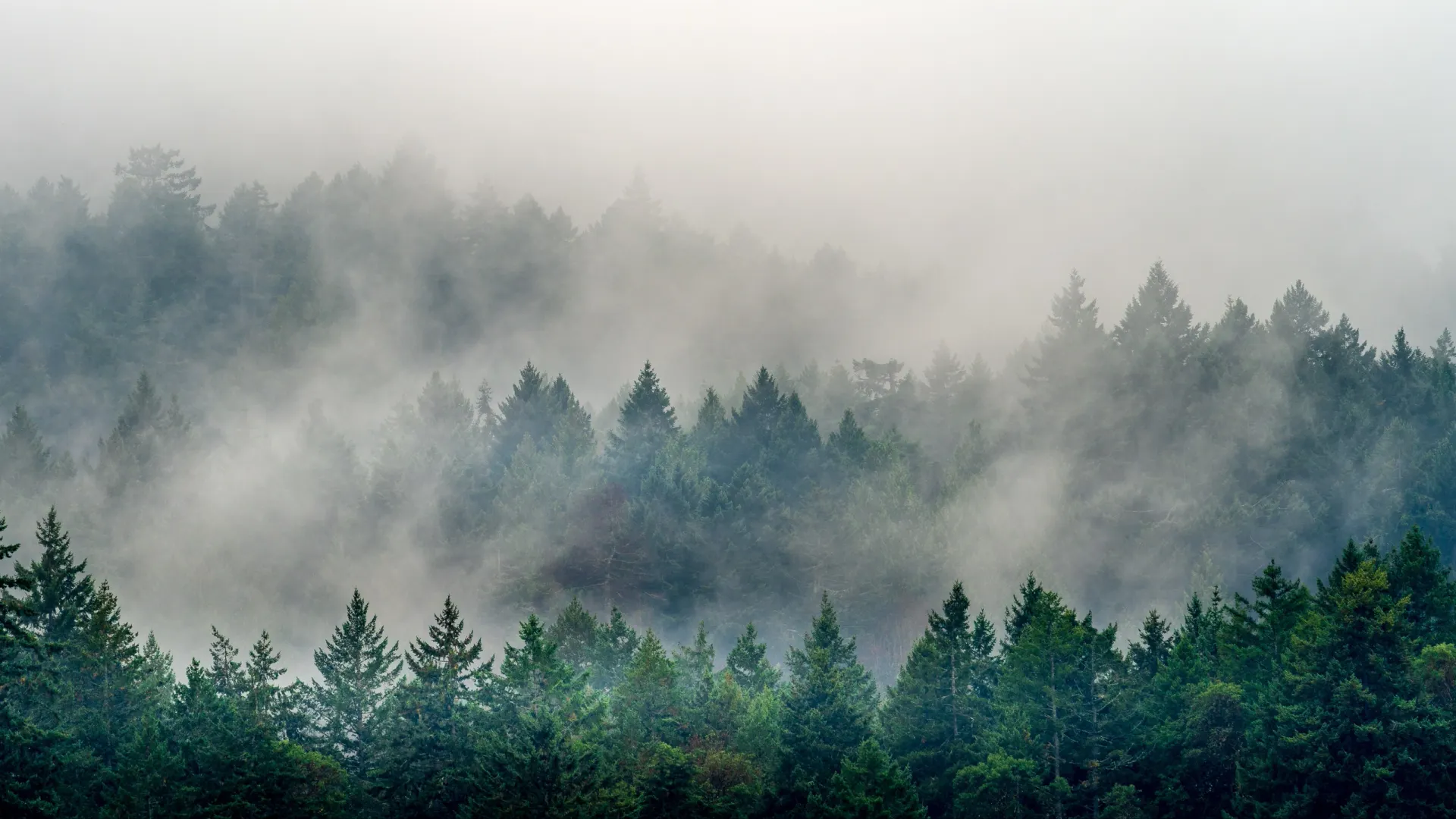 Сибирь, Дальний Восток и Краснодарский край будут охвачены пожарами до конца лета. Фото: Wirestock Creators/Shutterstock/Fotodom
