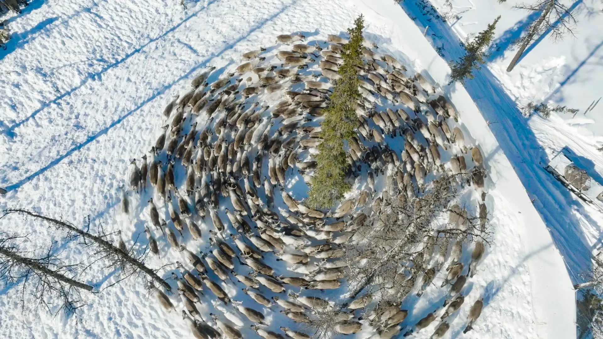 pic