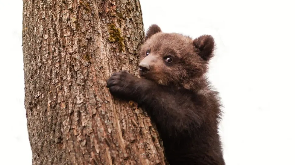 Shutterstock/Natalliaskn