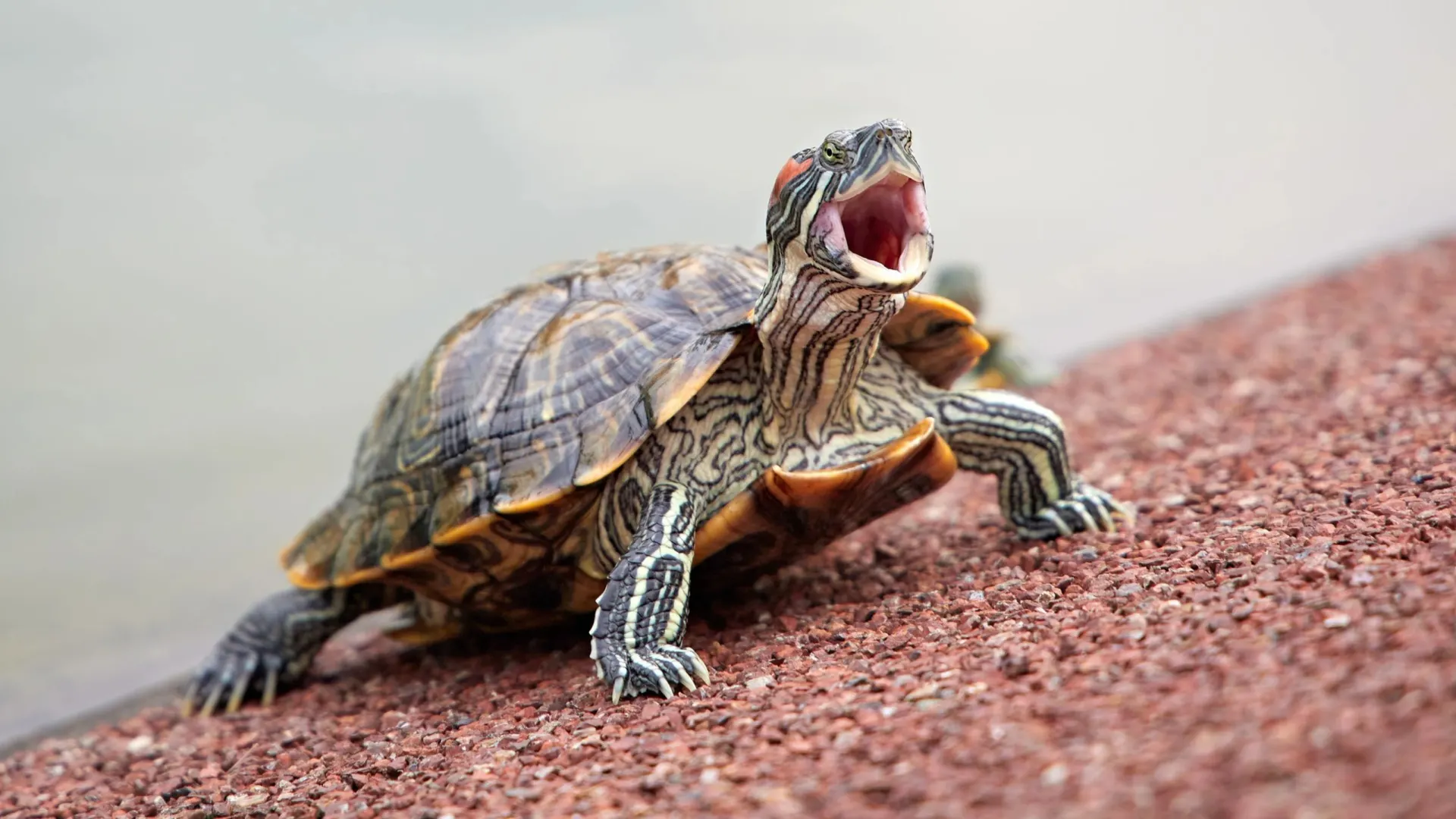 Фото: Ilia Rozhnov/Shutterstock/Fotodom