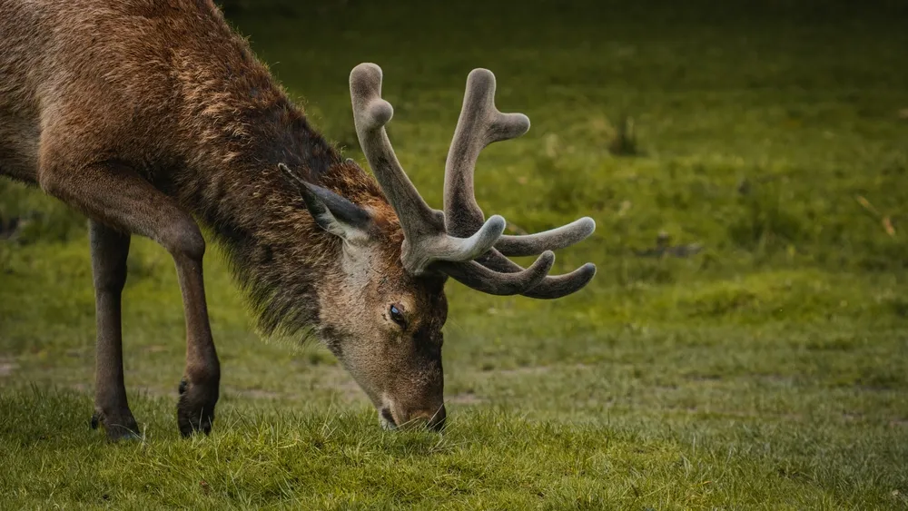 Фото: Callum Duffy/shutterstock.com