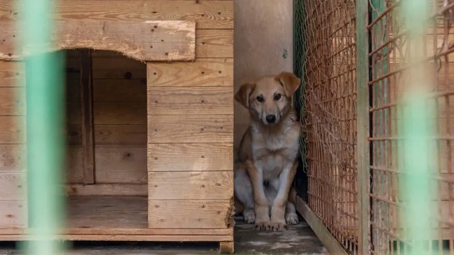 Фото: kalyanby/Shutterstock/Fotodom