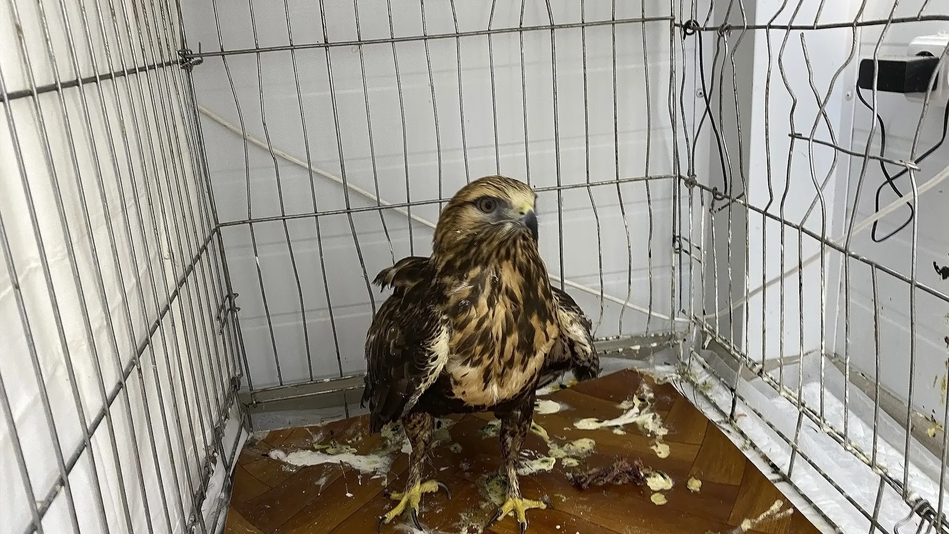 Волонтеры Салехарда выходили раненую редкую птицу