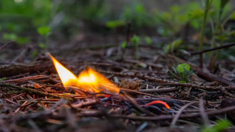 Фото: rbkomar/Shutterstock