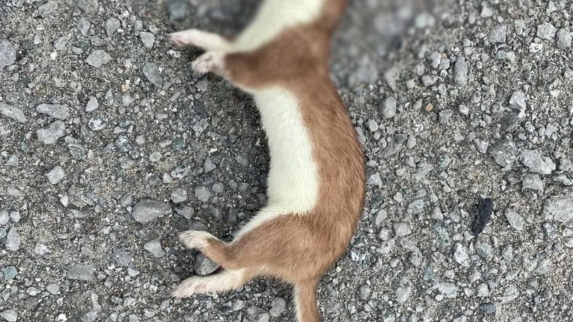 Подслушано в Салехарде, "ВКонтакте"