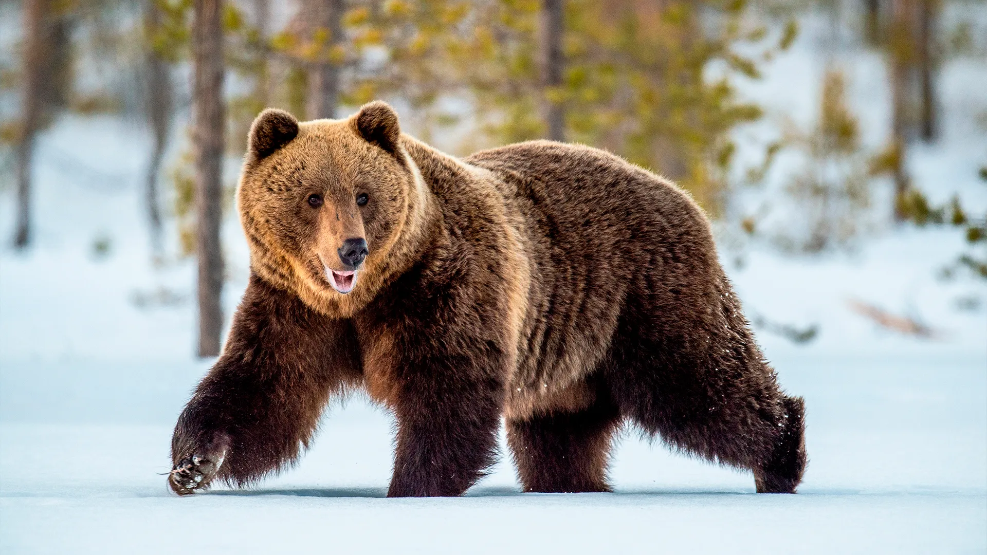 Фото: Sergey Uryadnikov/shutterstock.com