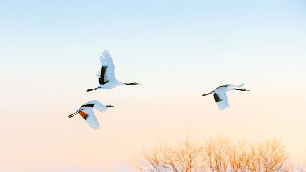 Фото: Pichit Tongma/Shutterstock/Fotodom