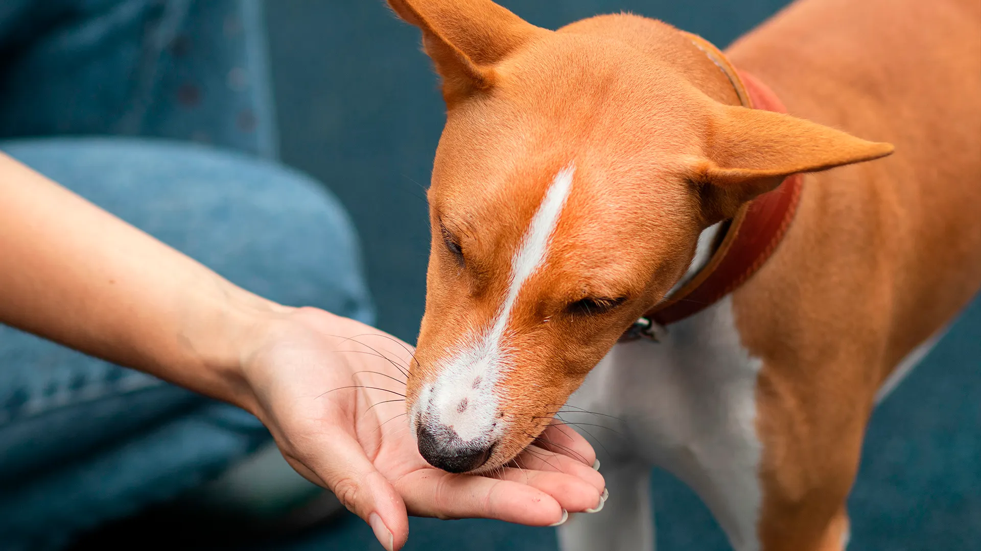 Фото: EugeneEdge / Shutterstock.com