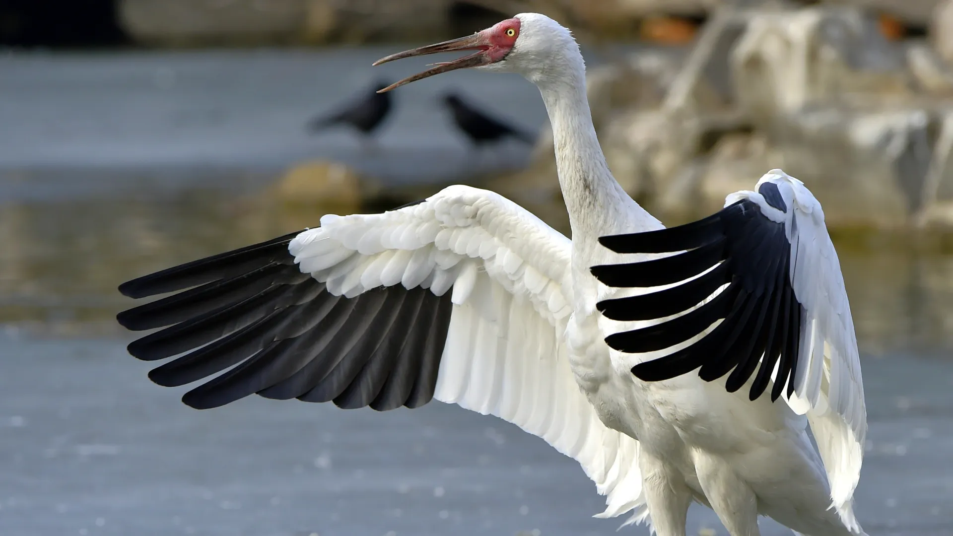 Название «стерх» произошло от немецкого Storch, что значит «аист». Фото: Wang LiQiang / Shutterstock / Fotodom