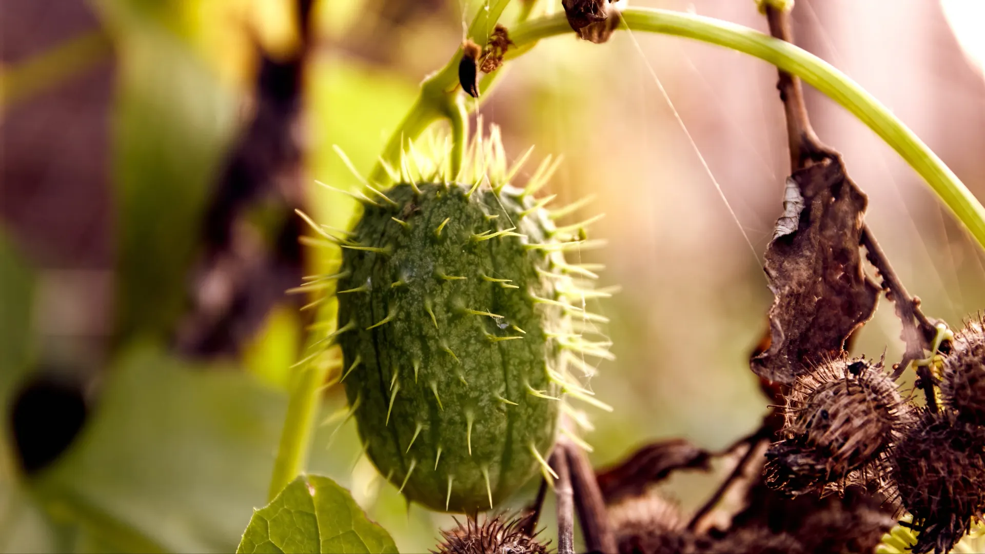 Бешеный огурец. Фото: Hanna Taniukevich/Shutterstock/Fotodom