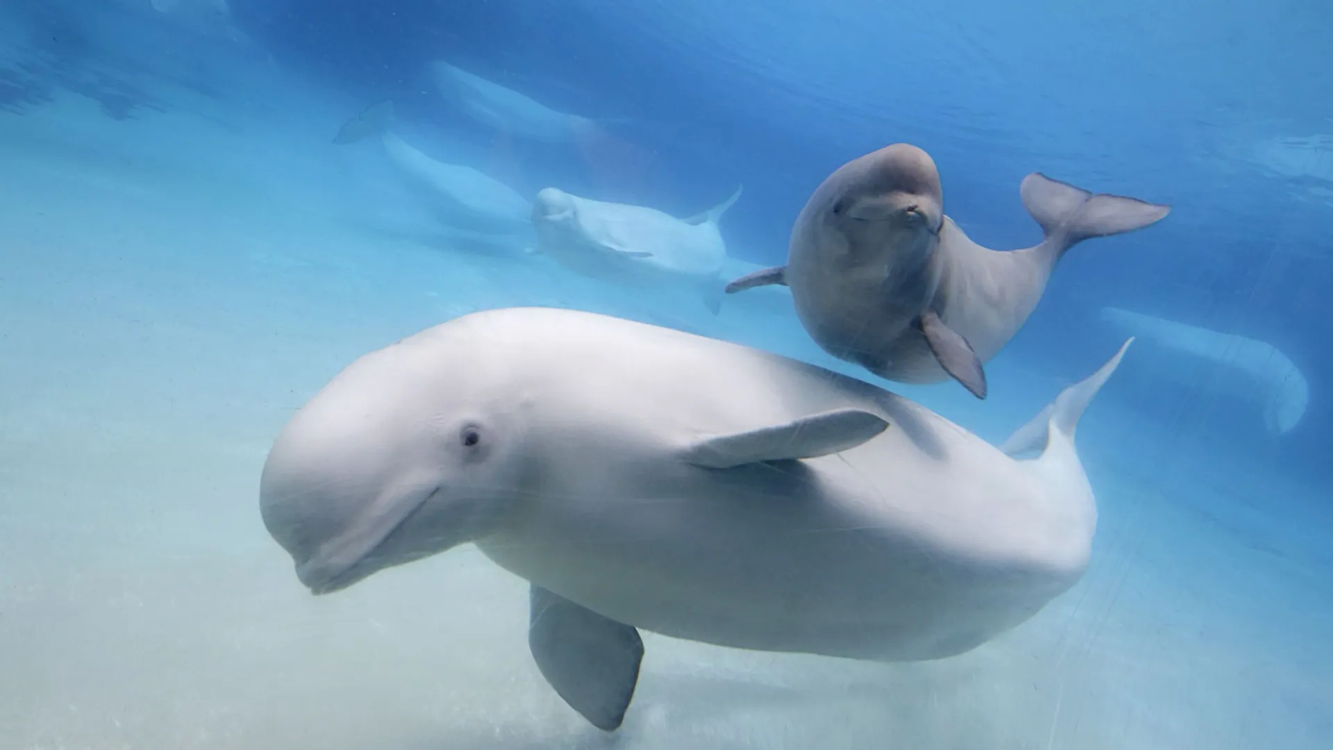 Фото: Valeriy Karpeev/Shutterstock/Fotodom