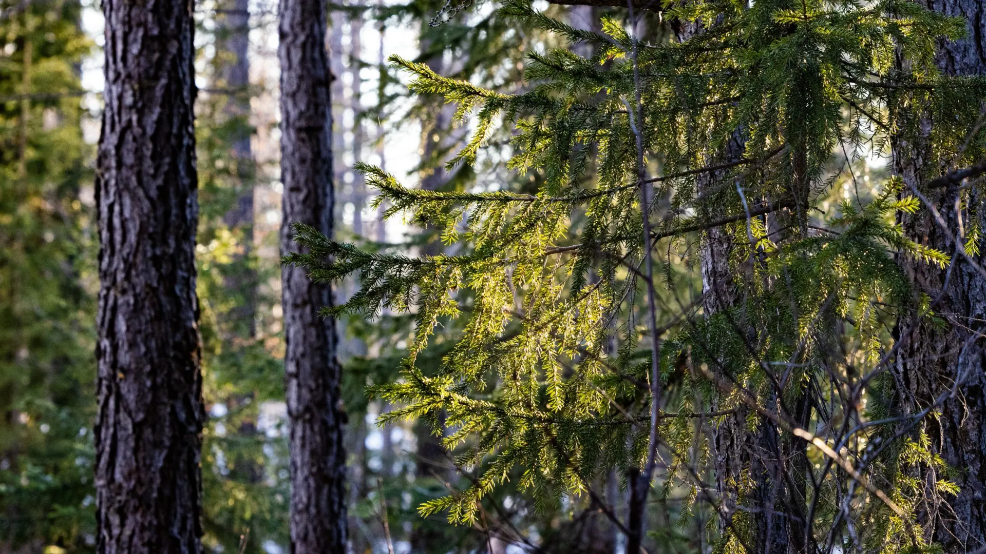 pic