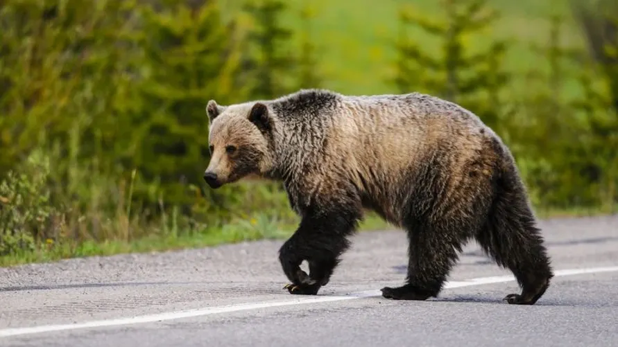 Фото: BGSmith/Shutterstock/Fotodom