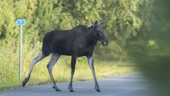 Фото: Kalle Pihelgas/Shutterstock/Fotodom