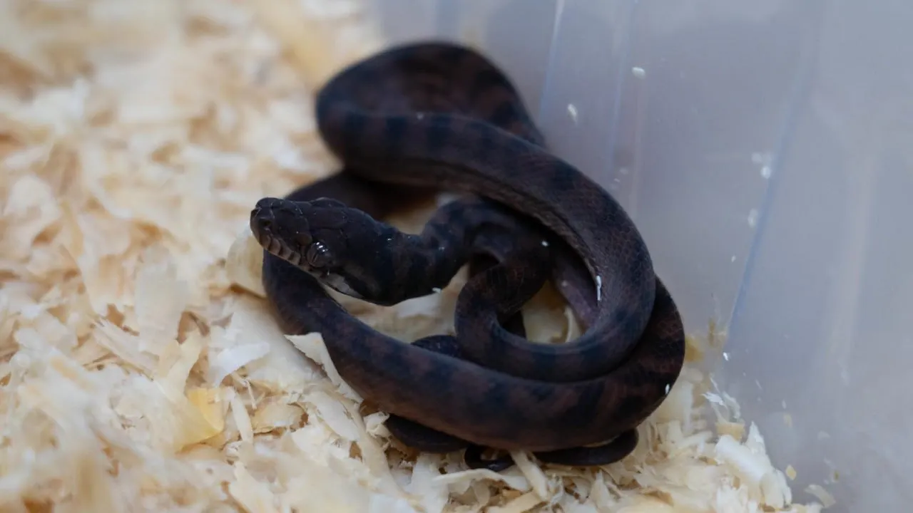 Фото: t.me/blogsobyanin