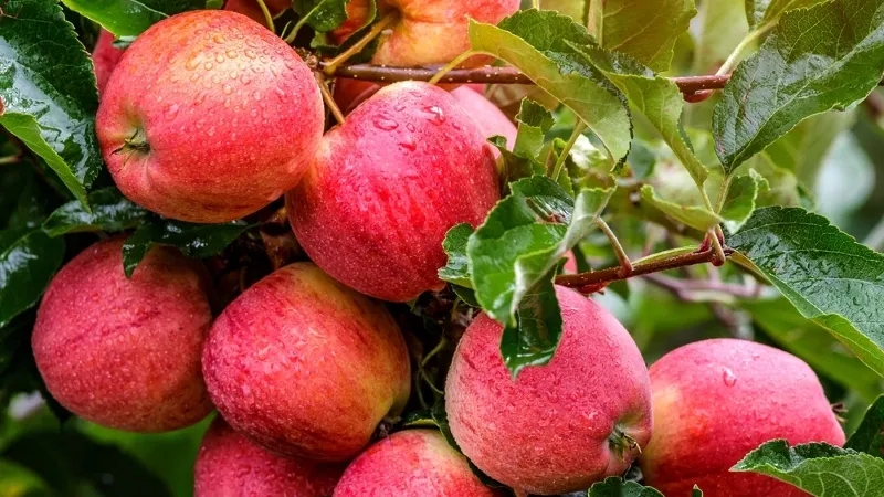 Фото: Bukhta Yurii/Shutterstock/Fotodom