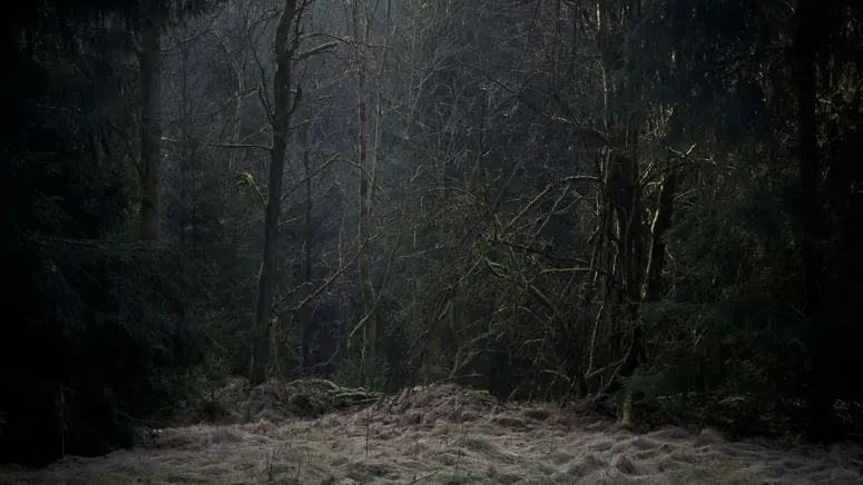 Фото: krcmy/Shutterstock/Fotodom