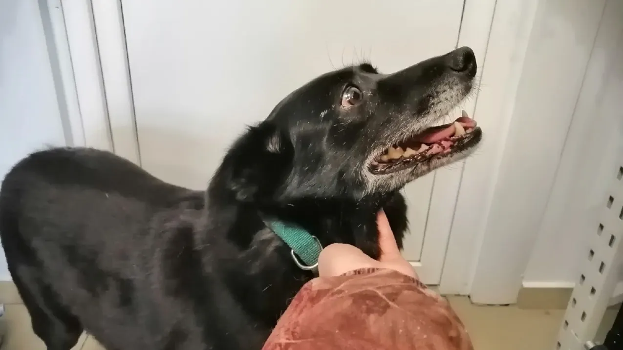 Фото: Эльвира Смолякова/vk.com/priyut_dobroe_serdce