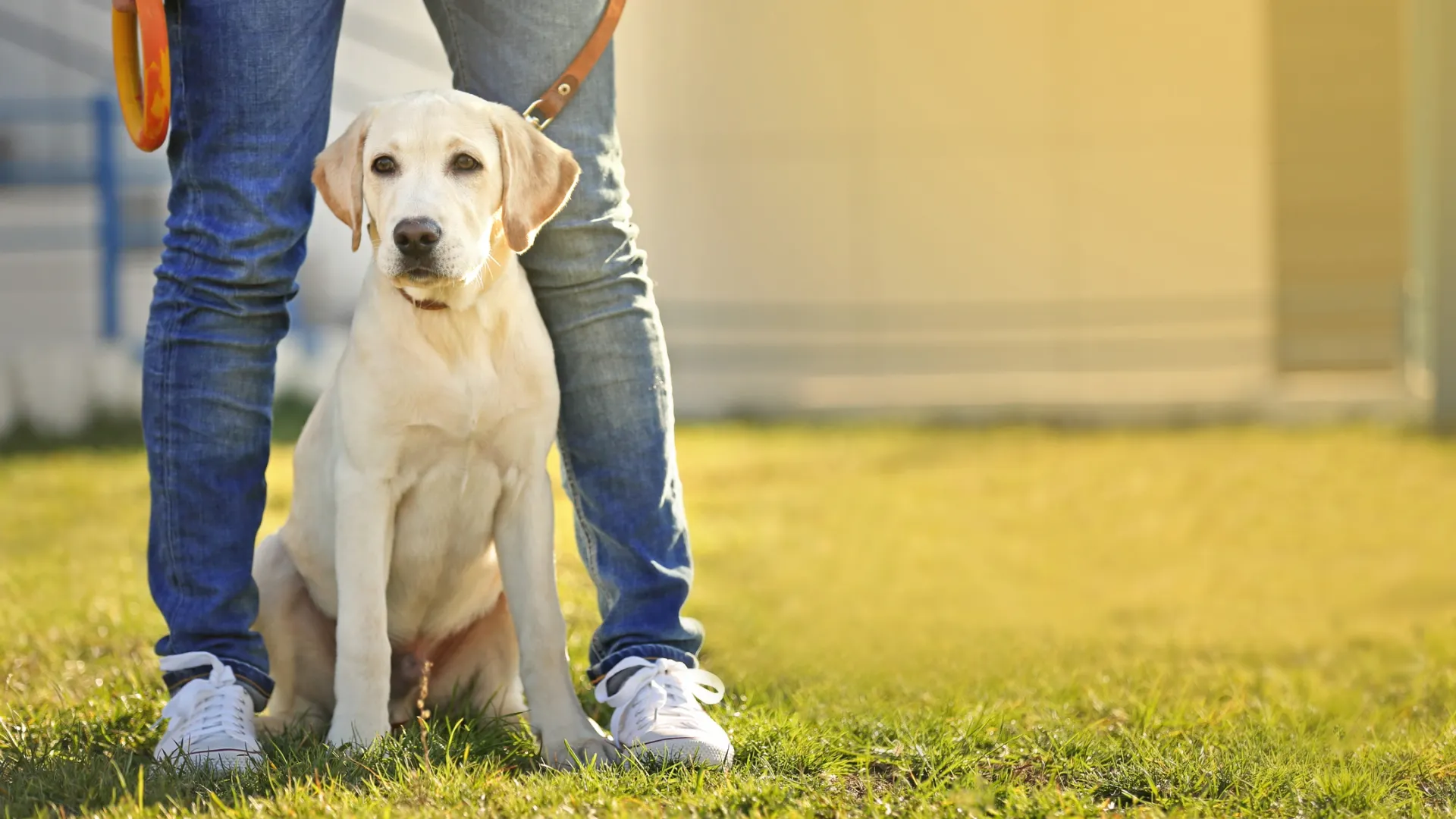 Лакомства для собак. Счастливые люди с собакой. Зоопсихолог для собаки. Женщина играет с собакой. Собака и сотовый.