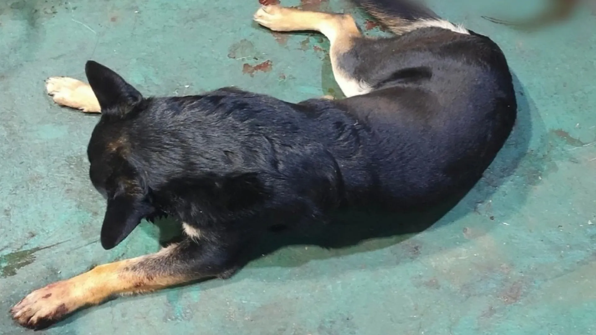 Фото: vk.com/zoohelp_nsk