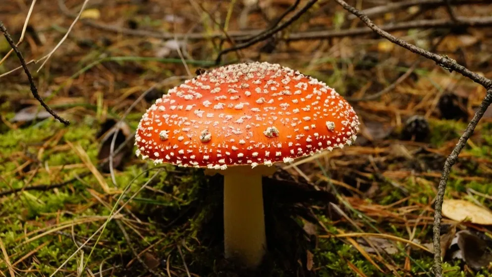 Фото: Nataliia Karabin/Shutterstock