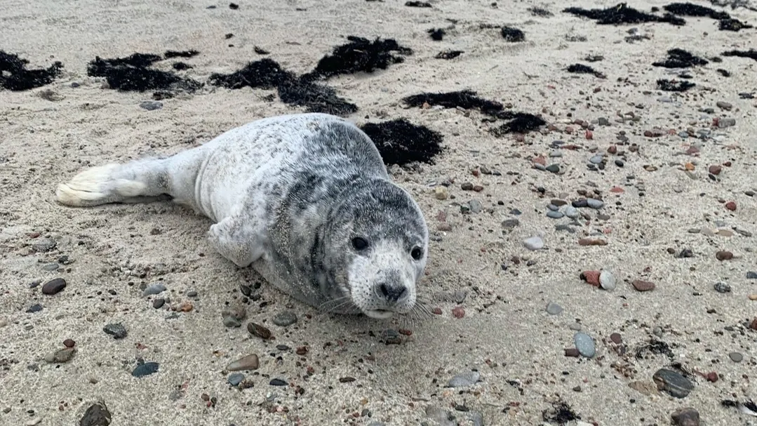 Фото vk.com/balticseainstitute